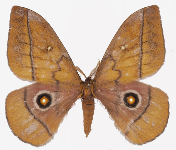 /filer/webapps/moths/media/images/B/belayneshae_Gonimbrasia_AM_Basquina.jpg