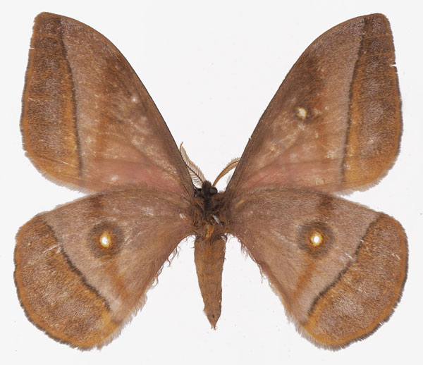 /filer/webapps/moths/media/images/B/belayneshae_Gonimbrasia_AM_Basquinb.jpg