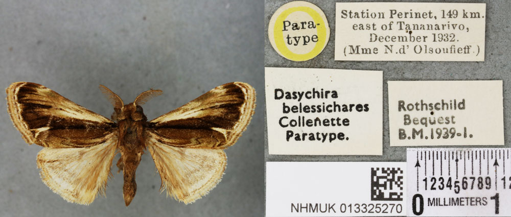 /filer/webapps/moths/media/images/B/belessichares_Dasychira_PTM_BMNH_01a.jpg
