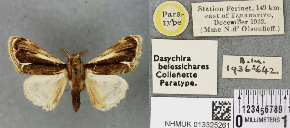 /filer/webapps/moths/media/images/B/belessichares_Dasychira_PTM_BMNH_03a.jpg