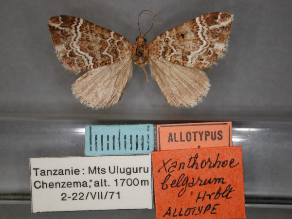 /filer/webapps/moths/media/images/B/belgarum_Xanthorhoe_AT_RMCA_01.jpg