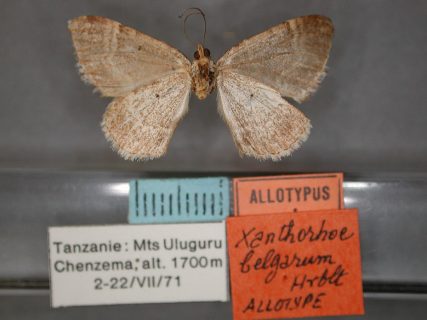 /filer/webapps/moths/media/images/B/belgarum_Xanthorhoe_AT_RMCA_02.jpg