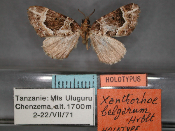 /filer/webapps/moths/media/images/B/belgarum_Xanthorhoe_HT_RMCA_01.jpg