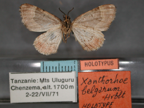 /filer/webapps/moths/media/images/B/belgarum_Xanthorhoe_HT_RMCA_02.jpg