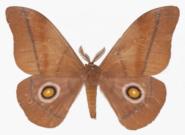 /filer/webapps/moths/media/images/B/belina_Gonimbrasia_AM_Basquina.jpg