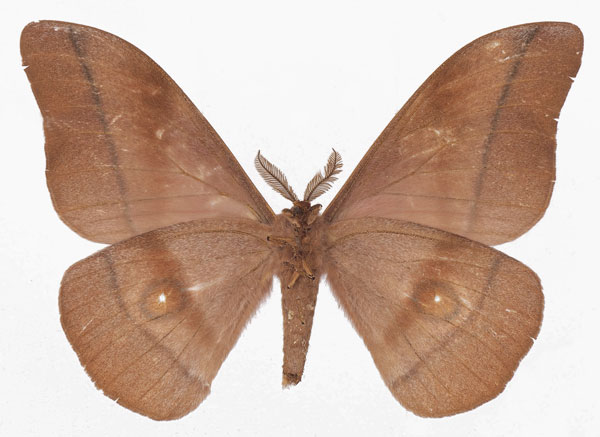 /filer/webapps/moths/media/images/B/belina_Gonimbrasia_AM_Basquinb.jpg