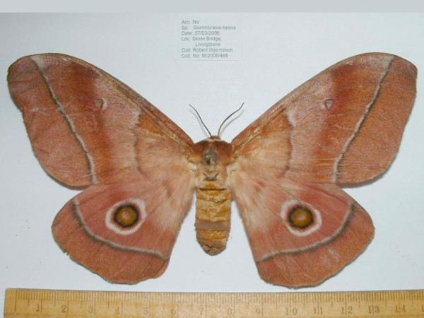 /filer/webapps/moths/media/images/B/belina_Gonimbrasia_A_Mateke.jpg