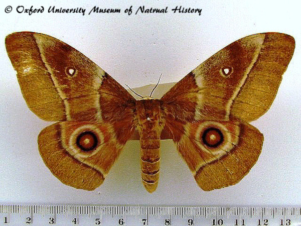 /filer/webapps/moths/media/images/B/belina_Gonimbrasia_A_OUMNH.jpg