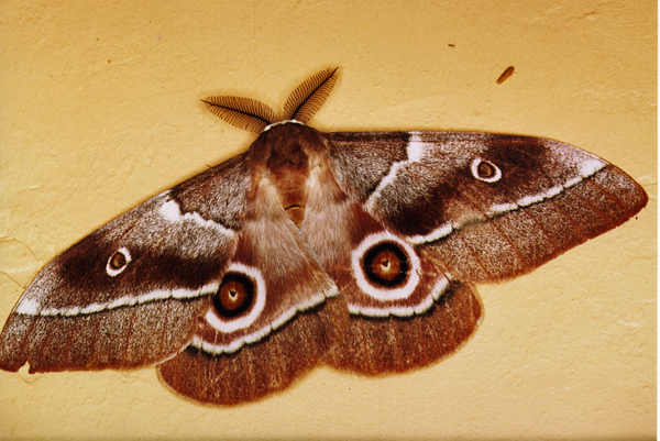 /filer/webapps/moths/media/images/B/belina_Gonimbrasia_A_Roland01.jpg