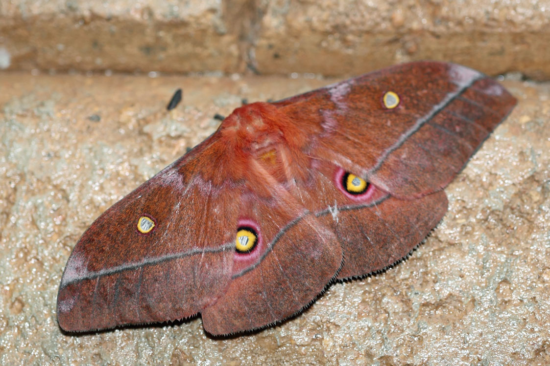 /filer/webapps/moths/media/images/B/belina_Gonimbrasia_A_Voaden_01.jpg