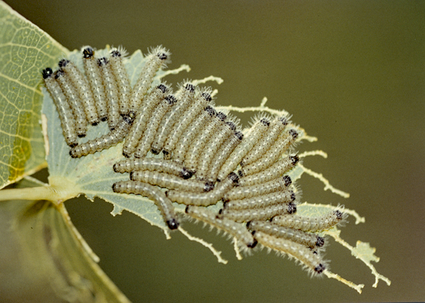 /filer/webapps/moths/media/images/B/belina_Gonimbrasia_C_Roland_01.jpg