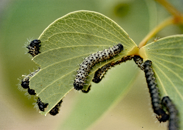 /filer/webapps/moths/media/images/B/belina_Gonimbrasia_C_Roland_02_R9KzePO.jpg
