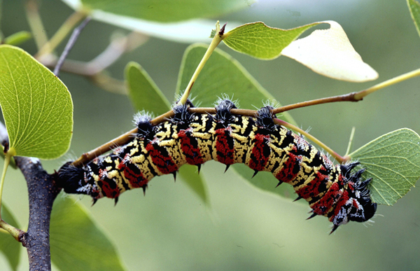 /filer/webapps/moths/media/images/B/belina_Gonimbrasia_C_Roland_05.jpg