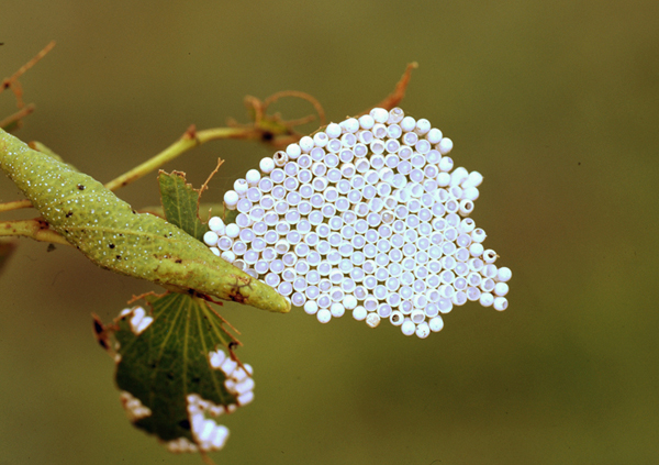 /filer/webapps/moths/media/images/B/belina_Gonimbrasia_E_Roland_01.jpg