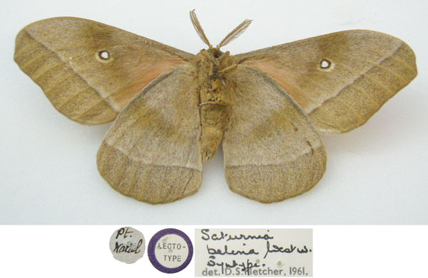 /filer/webapps/moths/media/images/B/belina_Saturnia_STM_NHMUKb.jpg