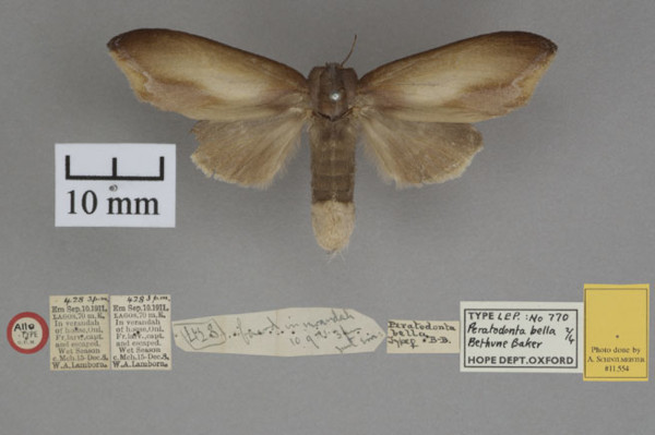 /filer/webapps/moths/media/images/B/bella_Bostrychogyna_STF_OUMNHa_02.jpg