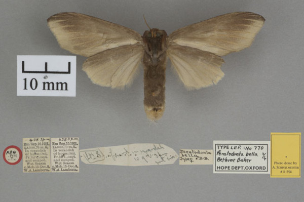 /filer/webapps/moths/media/images/B/bella_Bostrychogyna_STF_OUMNHb_02.jpg