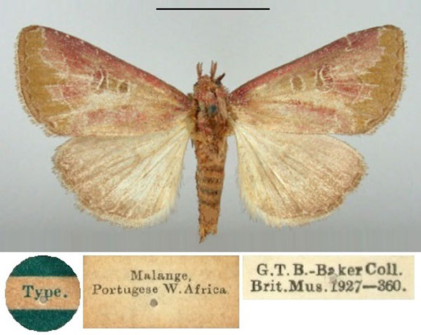 /filer/webapps/moths/media/images/B/bella_Cirrodiana_HT_BMNH.jpg