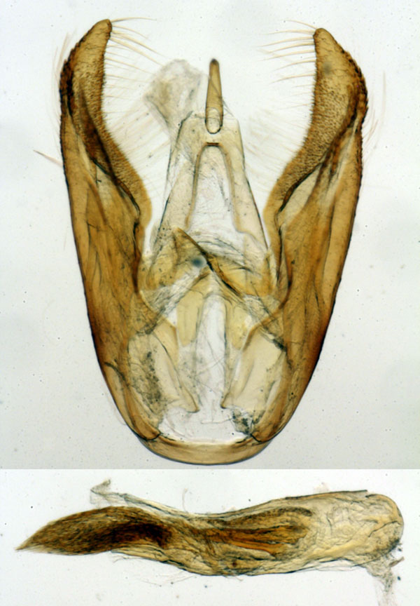 /filer/webapps/moths/media/images/B/bella_Viettesia_GMHT_MNHN_6512.jpg