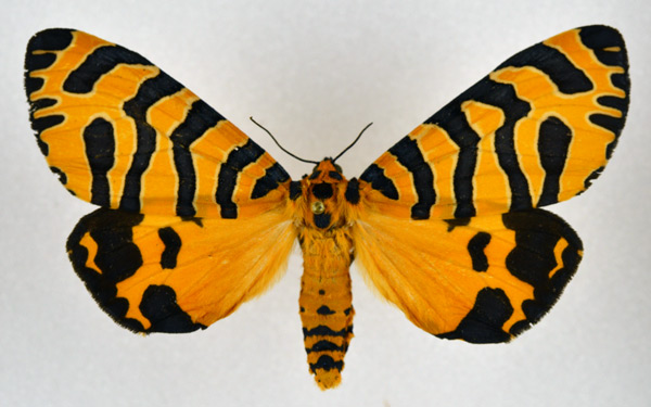 /filer/webapps/moths/media/images/B/bellatrix_Amphicallia_AM_NHMO.jpg