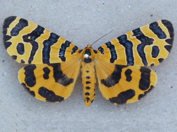 /filer/webapps/moths/media/images/B/bellatrix_Amphicallia_A_Butler.jpg
