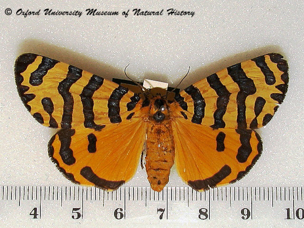 /filer/webapps/moths/media/images/B/bellatrix_Amphicallia_A_Goff.jpg