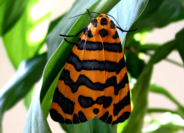 /filer/webapps/moths/media/images/B/bellatrix_Amphicallia_A_deFreina.jpg