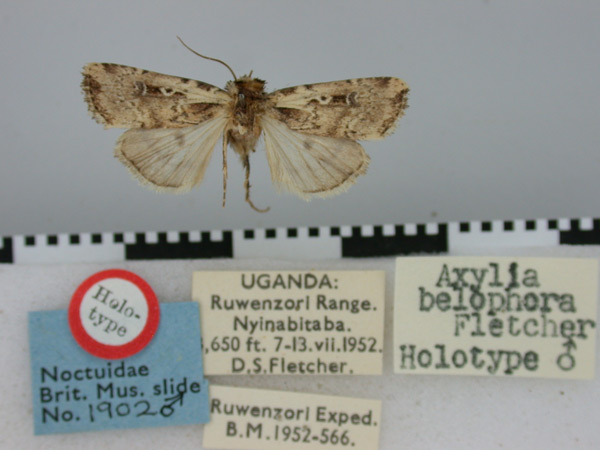 /filer/webapps/moths/media/images/B/belophora_Axylia_HT_BMNH.jpg