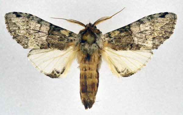 /filer/webapps/moths/media/images/B/beltista_Chlorochadisra_AM_NHMO.jpg