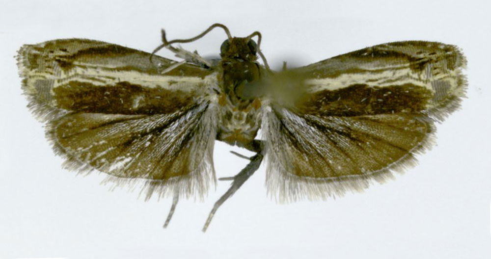 /filer/webapps/moths/media/images/B/bendelana_Thylacogaster_HT_ZMJU.jpg