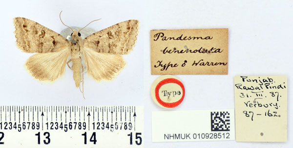 /filer/webapps/moths/media/images/B/benenotata_Pandesma_HT_BMNH.jpg