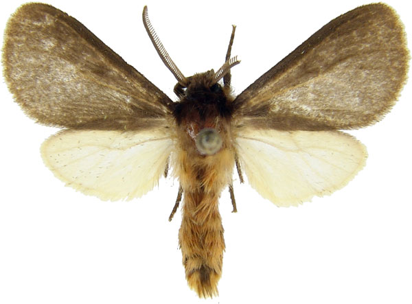 /filer/webapps/moths/media/images/B/benitensis_Metarctia_AM_MCJM.jpg