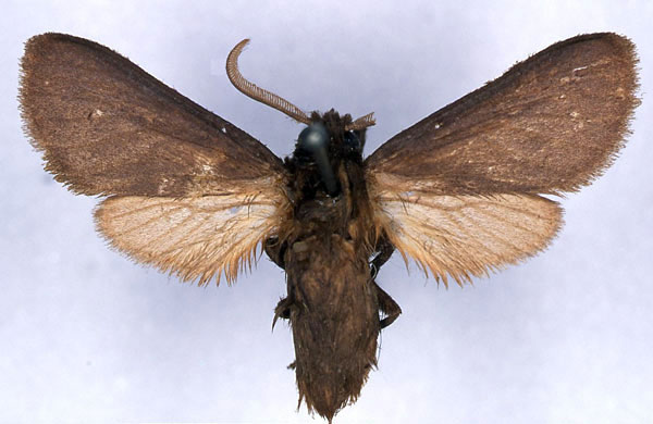 /filer/webapps/moths/media/images/B/benitensis_Metarctia_ST_CMP_01.jpg