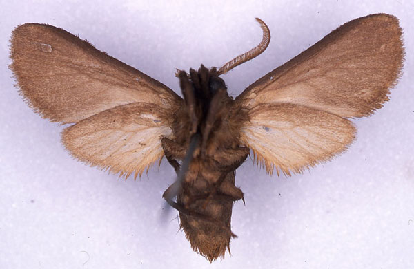 /filer/webapps/moths/media/images/B/benitensis_Metarctia_ST_CMP_02.jpg