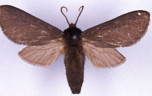 /filer/webapps/moths/media/images/B/benitensis_Metarctia_ST_CMP_03.jpg