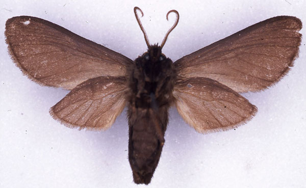 /filer/webapps/moths/media/images/B/benitensis_Metarctia_ST_CMP_04.jpg