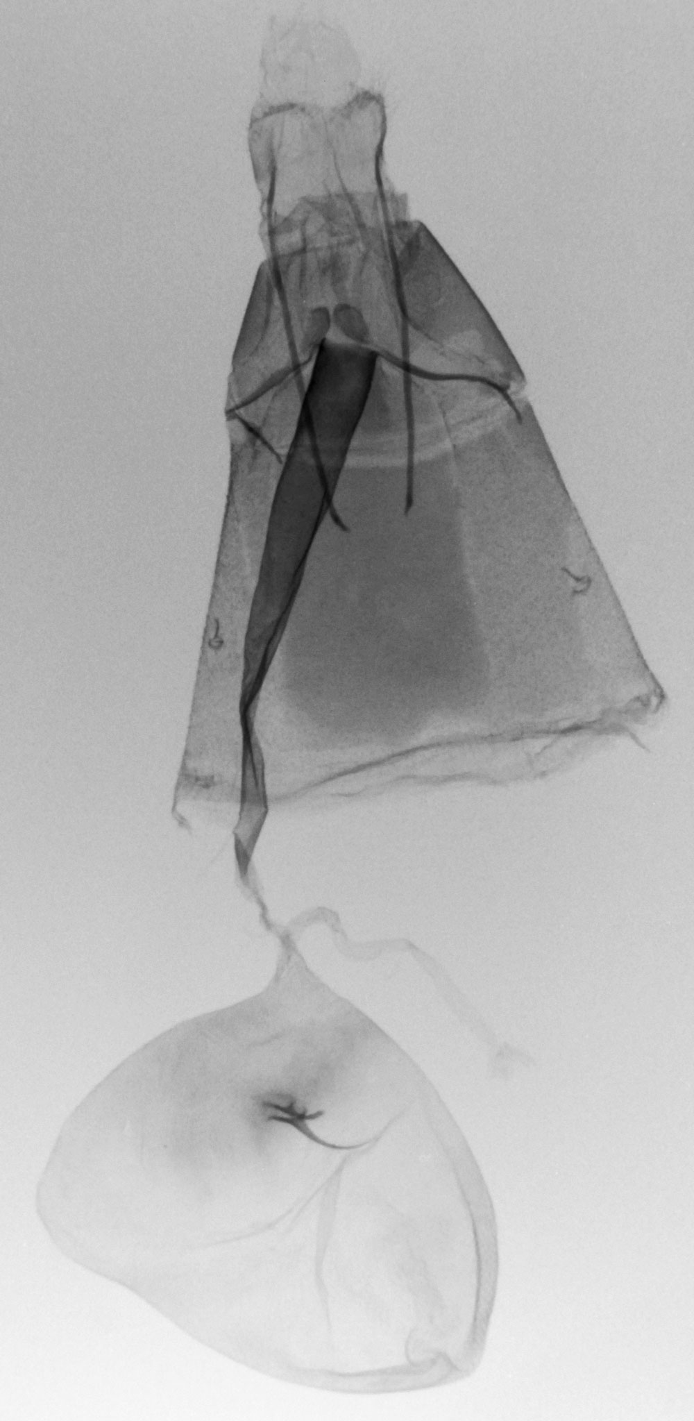 /filer/webapps/moths/media/images/B/benitensis_Platyptilia_GFHT_ZMHB_5520.jpg