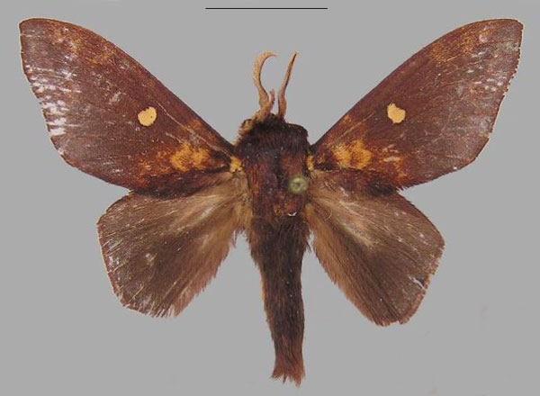 /filer/webapps/moths/media/images/B/benjamini_Hypotrabala_HT_RMCA.jpg