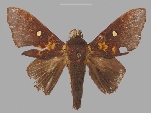 /filer/webapps/moths/media/images/B/benjamini_Hypotrabala_PTM_RMCA.jpg
