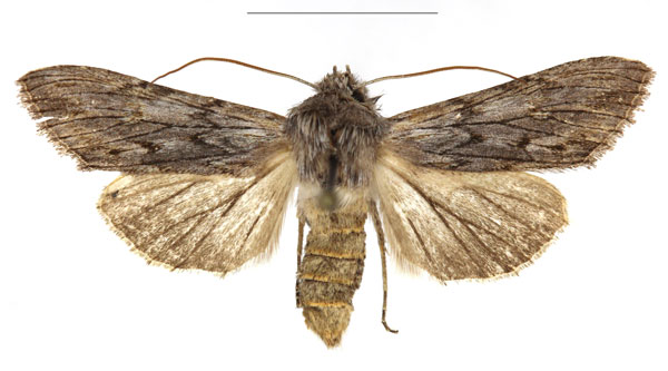 /filer/webapps/moths/media/images/B/bensi_Cucullia_AF_RBINS.jpg