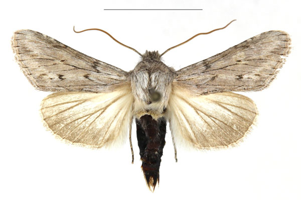 /filer/webapps/moths/media/images/B/bensi_Cucullia_AM_RBINS_01.jpg