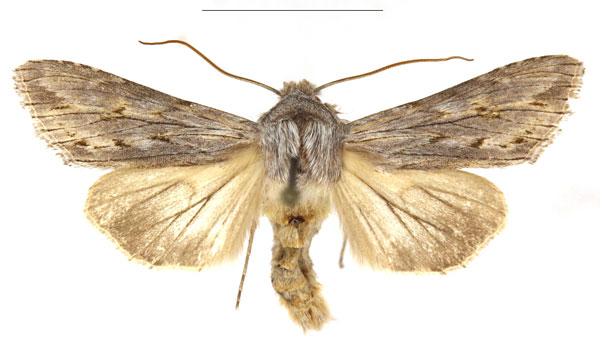 /filer/webapps/moths/media/images/B/bensi_Cucullia_AM_RBINS_02.jpg