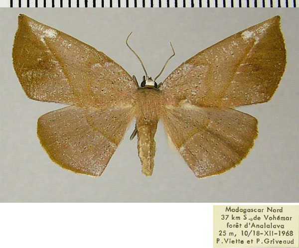 /filer/webapps/moths/media/images/B/benyowskii_Drepanogynis_AF_ZSM.jpg