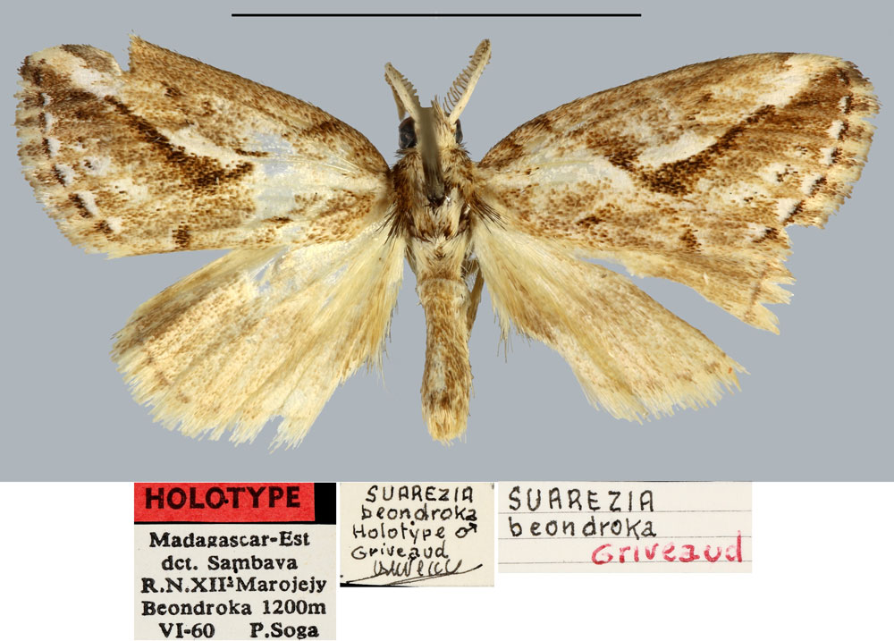 /filer/webapps/moths/media/images/B/beondroka_Salvatgea_HT_MNHN.jpg