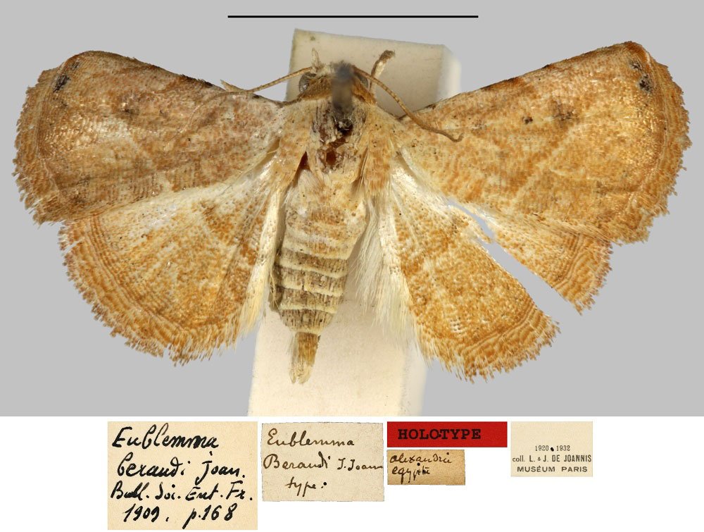 /filer/webapps/moths/media/images/B/beraudi_Eublemma_HT_MNHN.jpg