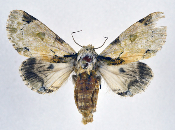 /filer/webapps/moths/media/images/B/berenice_Thiacidas_AF_NHMO.jpg