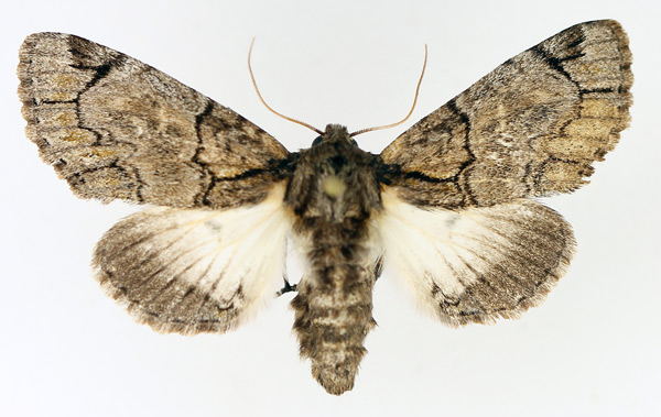/filer/webapps/moths/media/images/B/berenice_Thiacidas_AF_TMSA_01.jpg