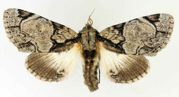 /filer/webapps/moths/media/images/B/berenice_Thiacidas_AF_TMSA_02.jpg