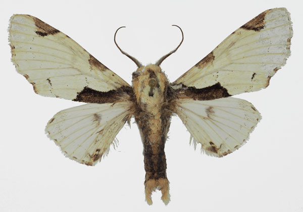 /filer/webapps/moths/media/images/B/berenice_Thiacidas_AM_Basquin_02.jpg