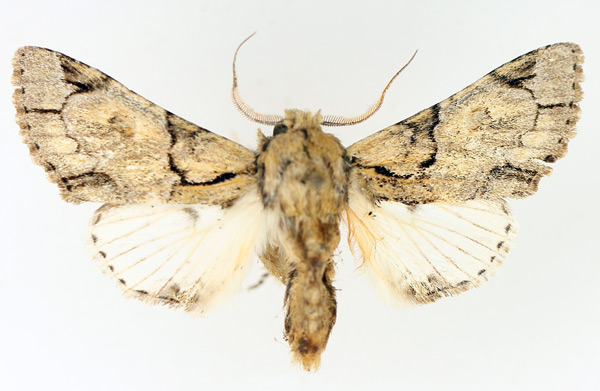 /filer/webapps/moths/media/images/B/berenice_Thiacidas_AM_TMSA_01.jpg